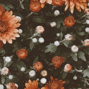 Meet your Posher, Rue